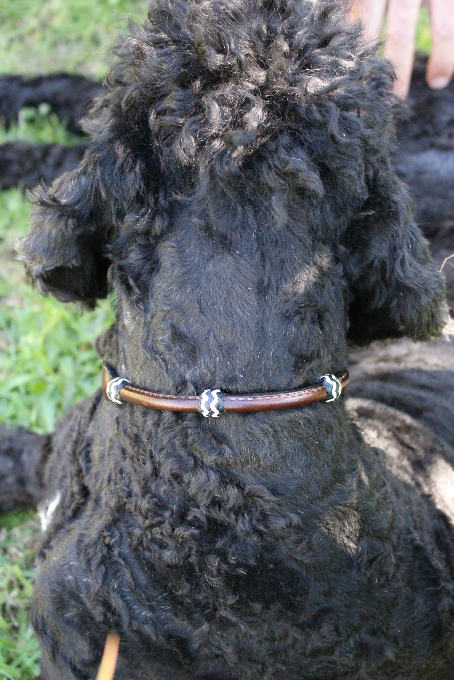 DESIGNER Rolled  Dog Collar