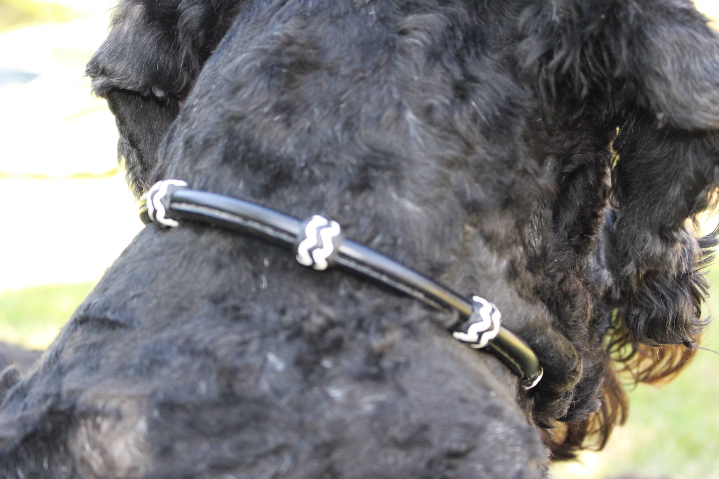 DESIGNER Rolled  Dog Collar