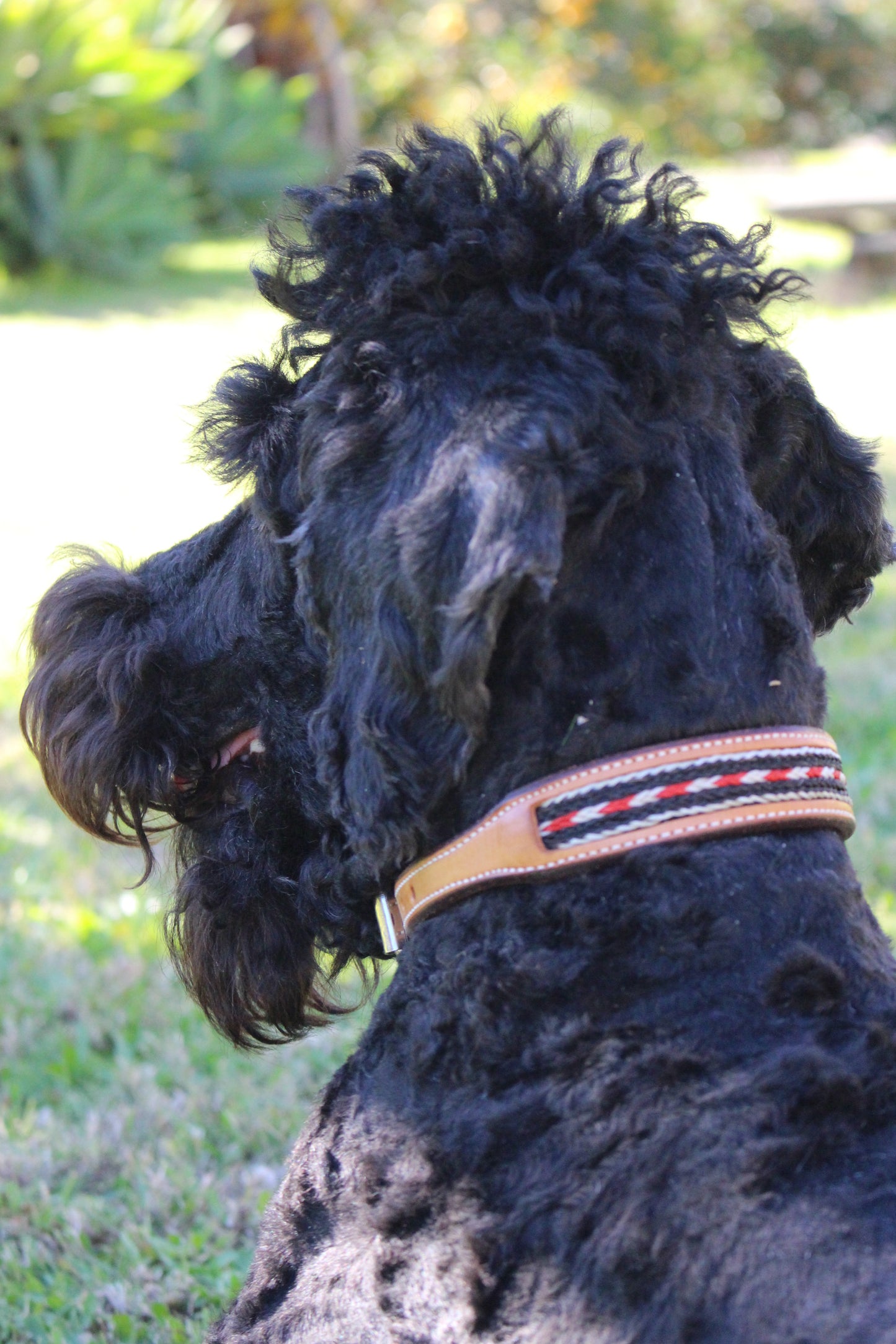 DESIGNER BRAIDED Black Red & White Dog Collar