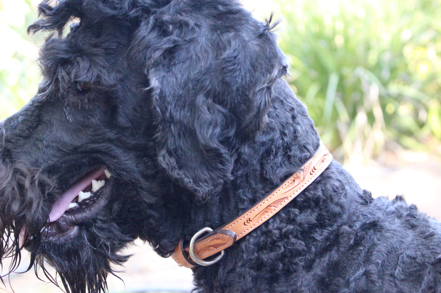 DESIGNER Tooled Dog Collar