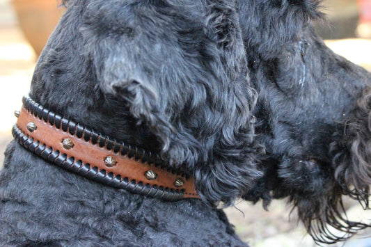 DESIGNER LACED Studded Dog Collar